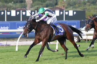 Dominant G1 Auckland Cup Victory for Chenille (NZ). Photo: Trish Dunell.